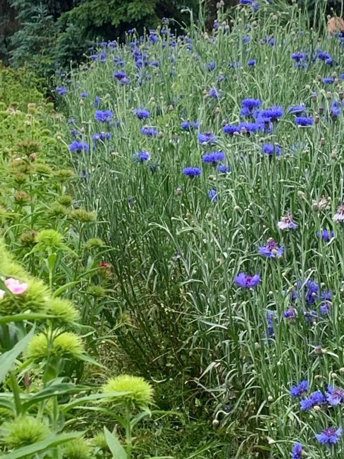 Apartment Blumenblick *