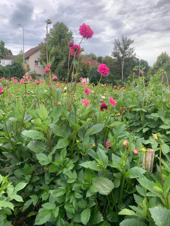 Blumenblick *