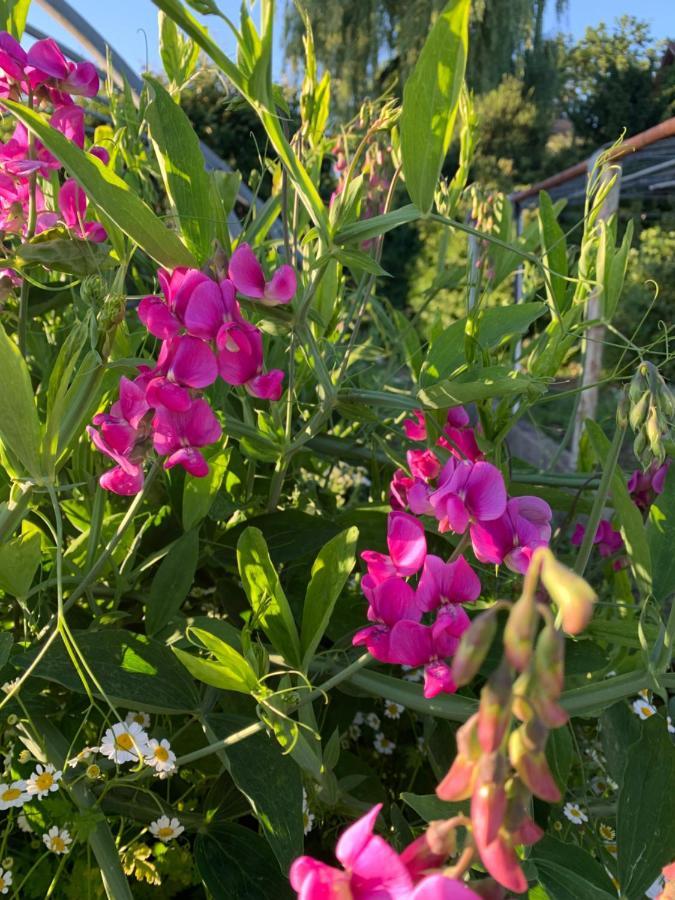 Blumenblick